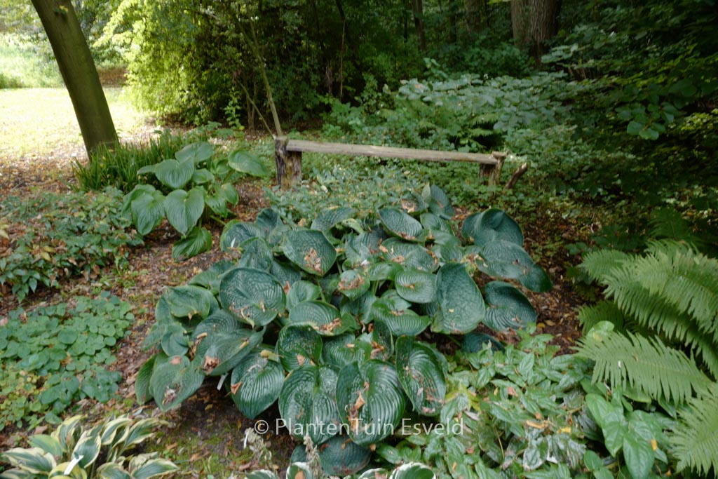 Hosta ‘Big Daddy’