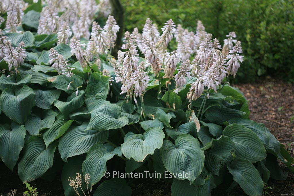 Hosta ‘Blue Angel’