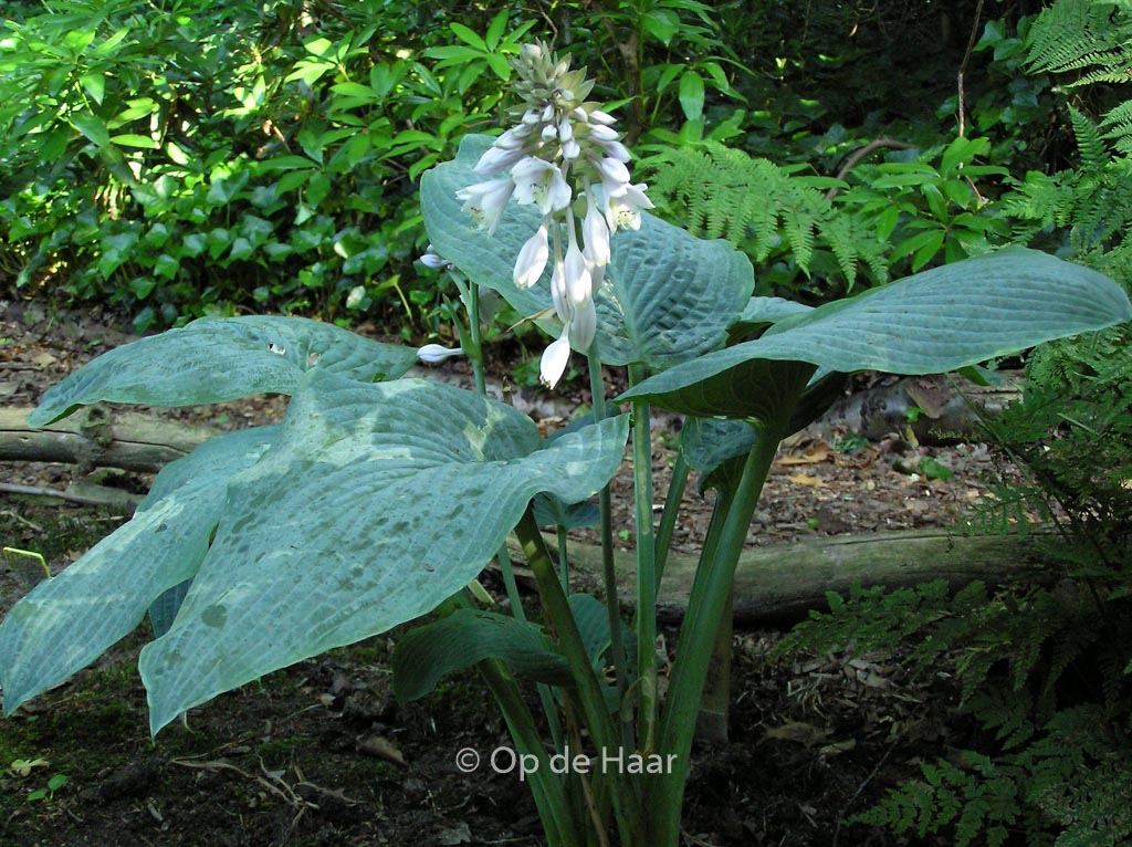 Hosta ‘Blue Mammoth’