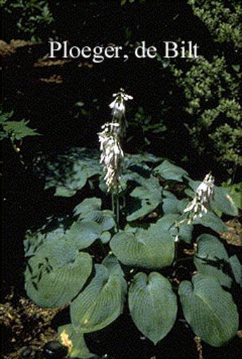 Hosta ‘Bressingham Blue’
