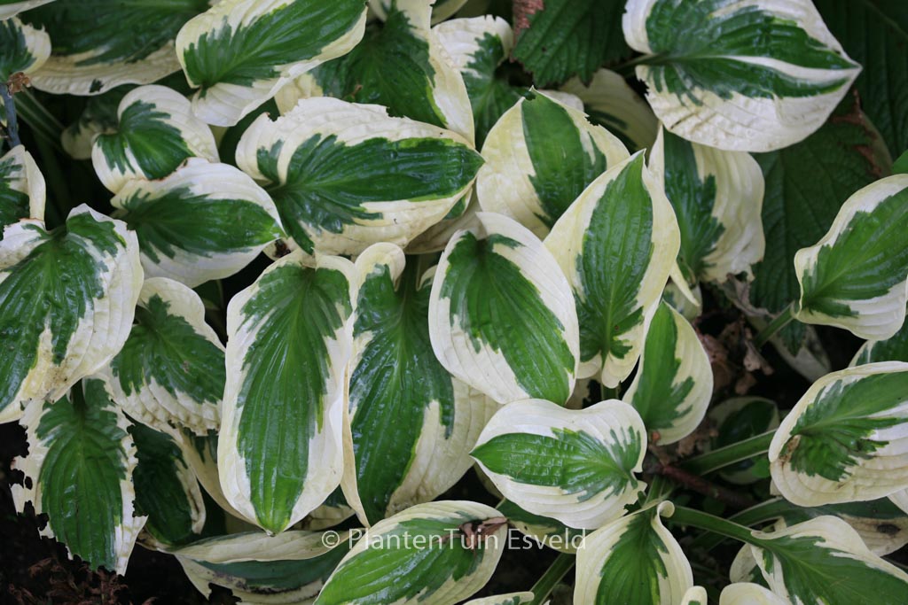 Hosta ‘Brim Cup’