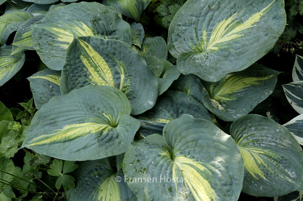 Hosta ‘Dream Queen’