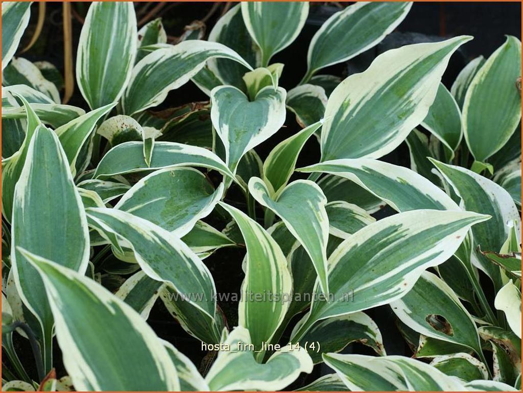 Hosta ‘Firn Line’