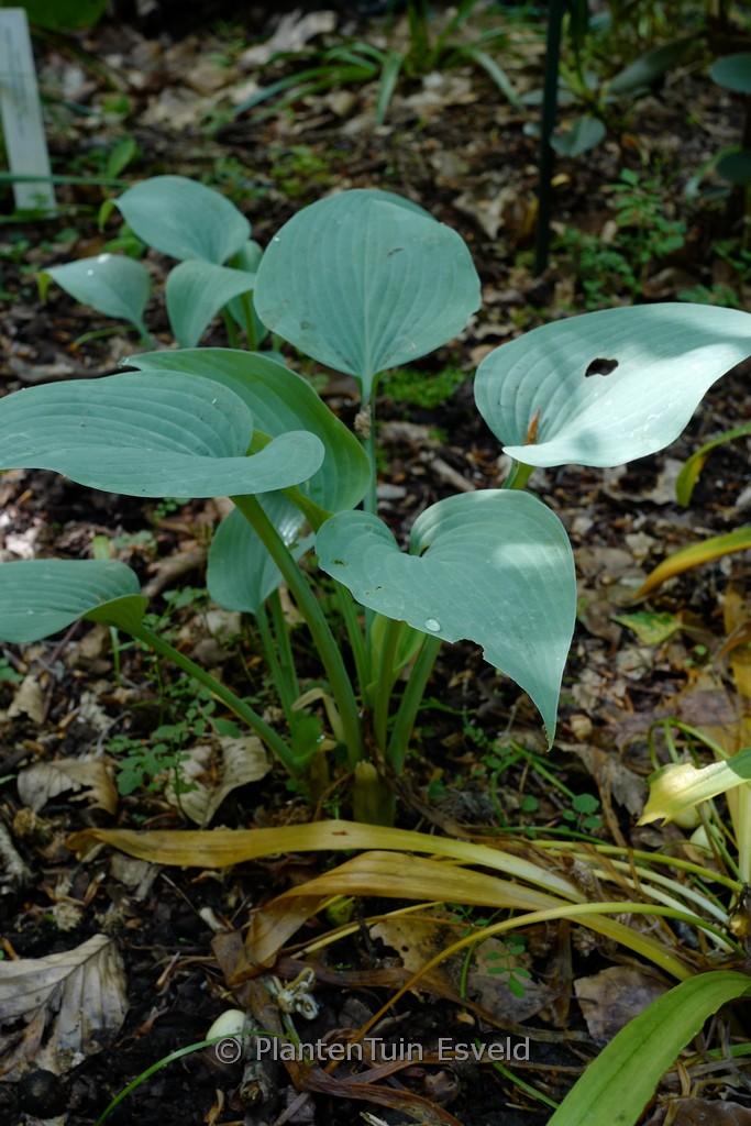 Hosta ‘Fragrant Blue’