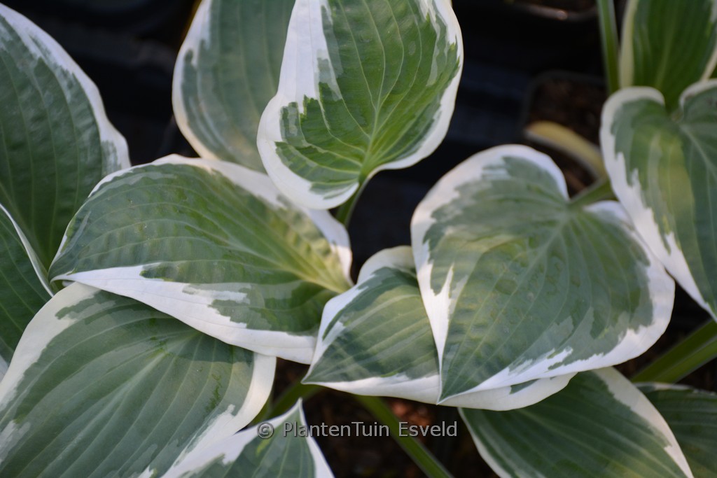 Hosta ‘Marshmallow Clouds’