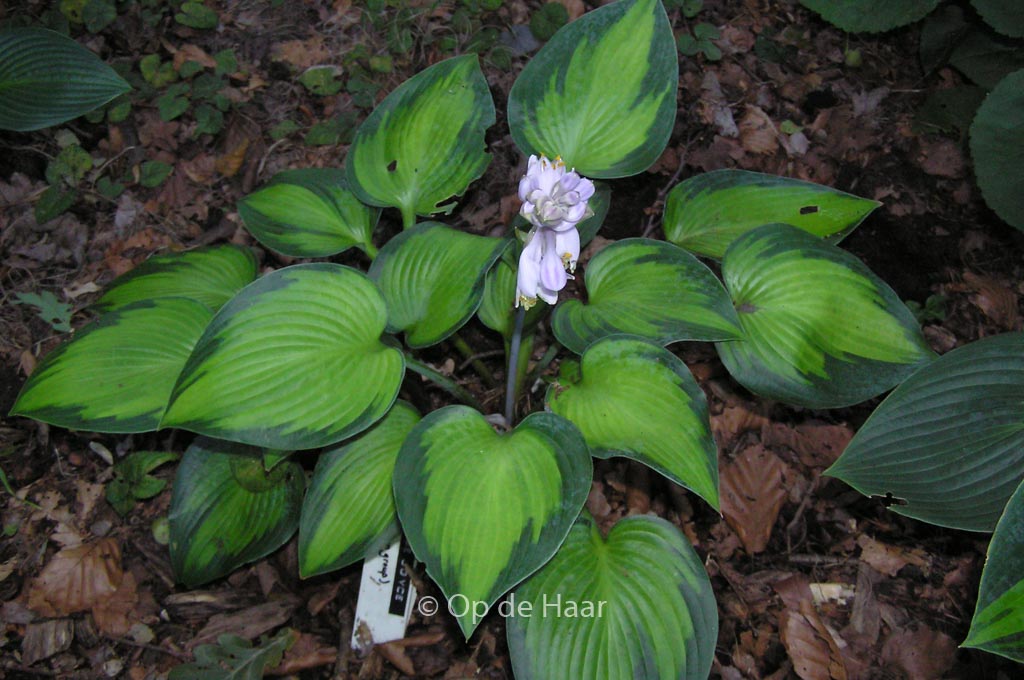 Hosta ‘Paradise Joyce’