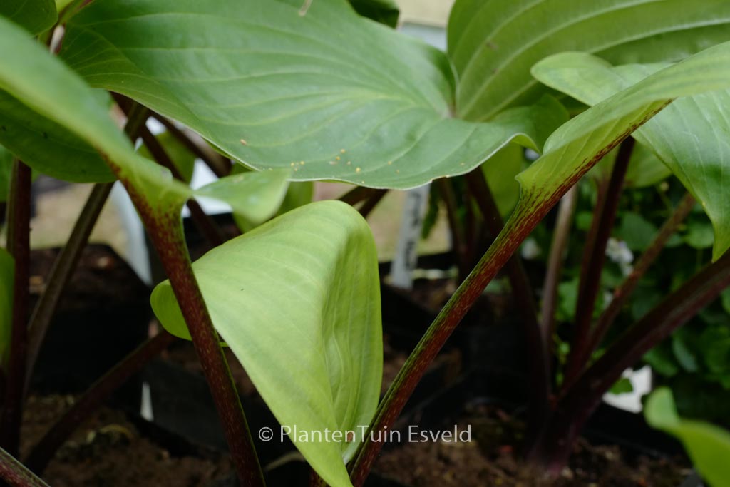 Hosta ‘Purple Heart’