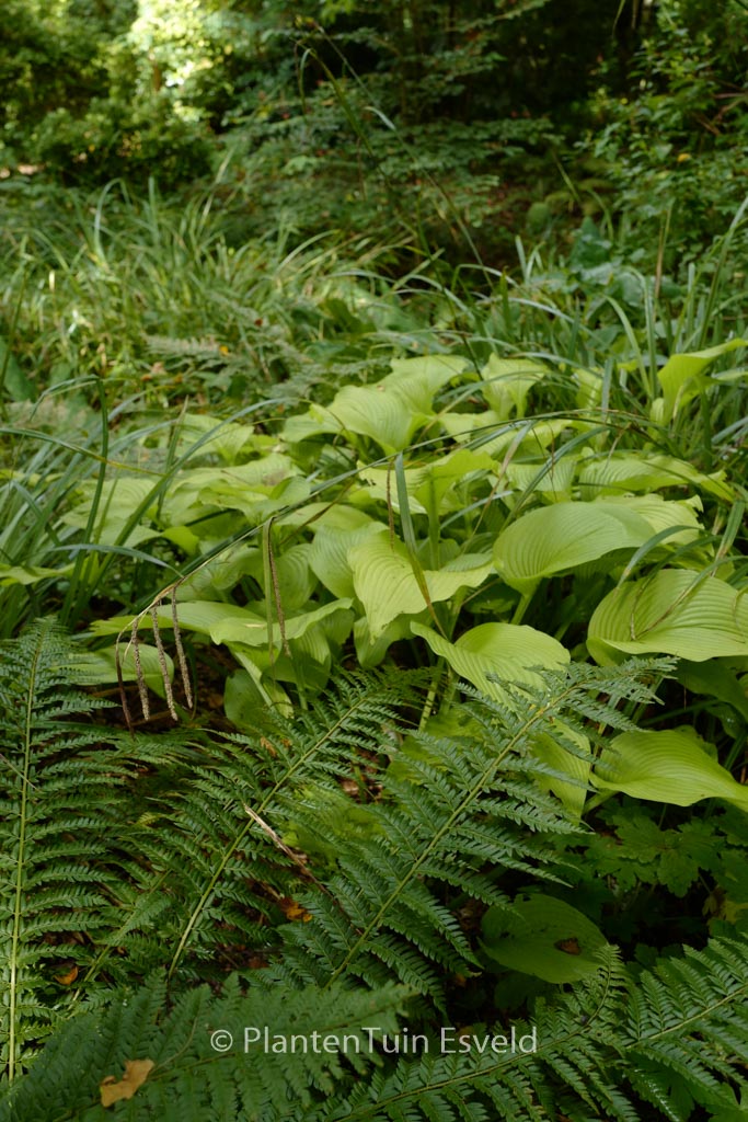 Hosta ‘Royal Standard’