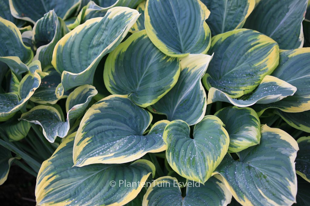 Hosta ‘Sagae’