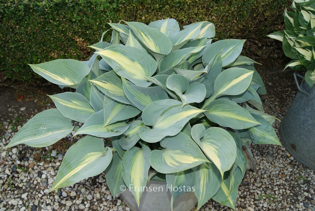 Hosta ‘Touch of Class’
