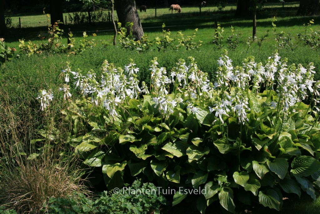 Hosta plantaginea