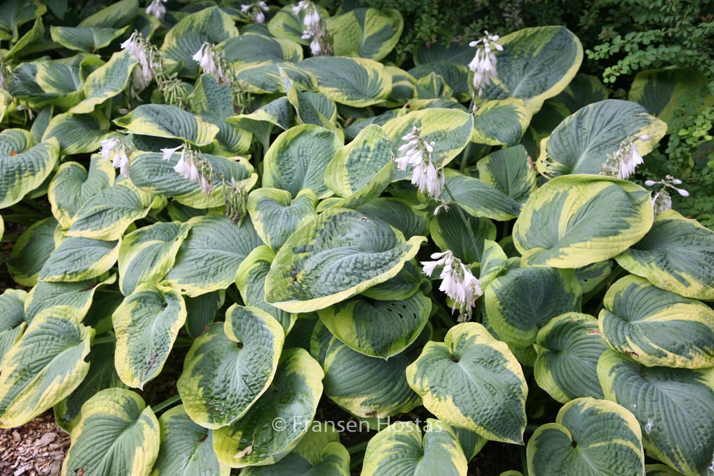 Hosta sieboldiana ‘Frances Williams’