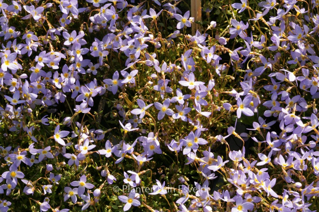 Houstonia caerulea ‘Millard’s Variety’