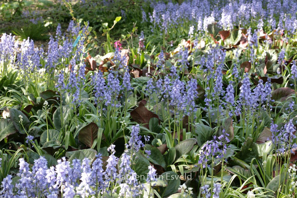 Hyacinthoides hispanica
