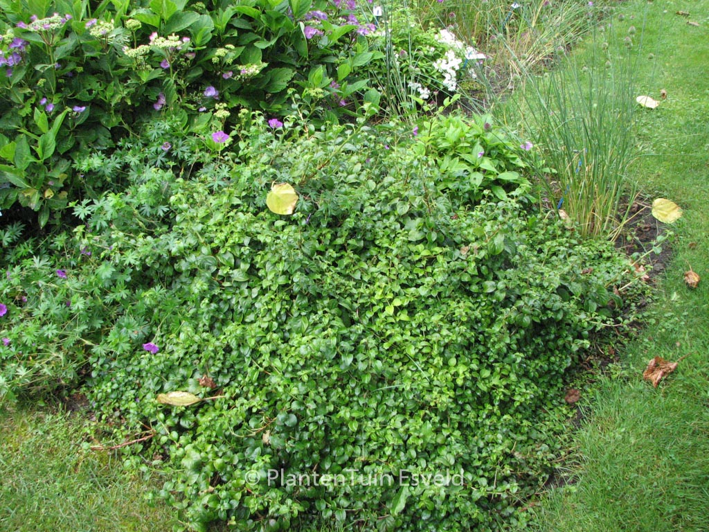 Hydrangea anomala ‘Brookside Littleleaf’
