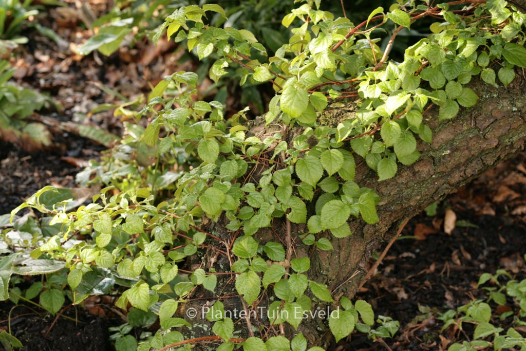 Hydrangea anomala ‘Cordifolia’