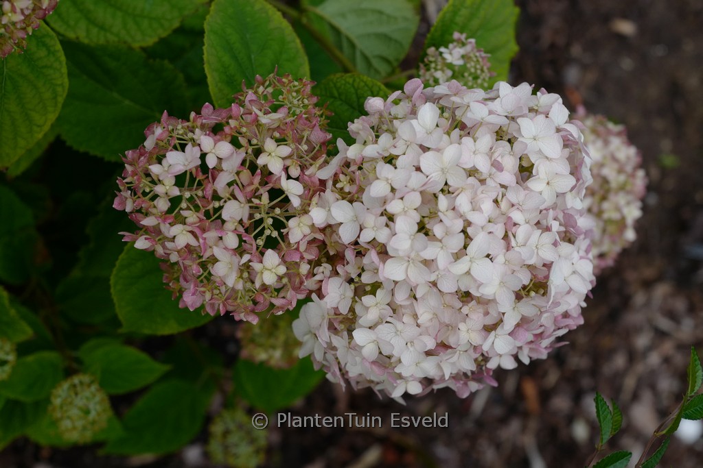 Hydrangea arborescens ‘Candybelle’ (MARSHMALLOW)