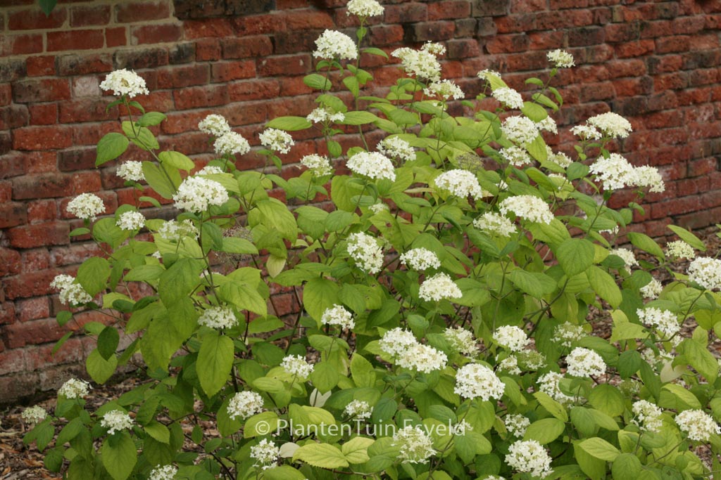 Hydrangea arborescens ‘Hulsdonk’