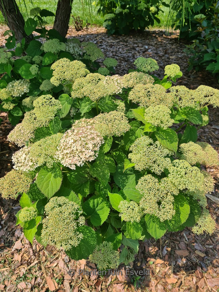 Hydrangea arborescens ‘NCHA5’ (BellaRagazza Blanchetta)