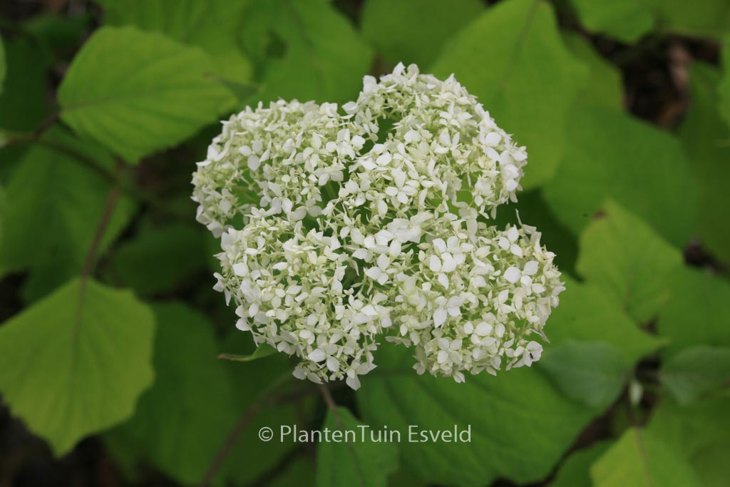 Hydrangea arborescens ‘Ryan Gainey’