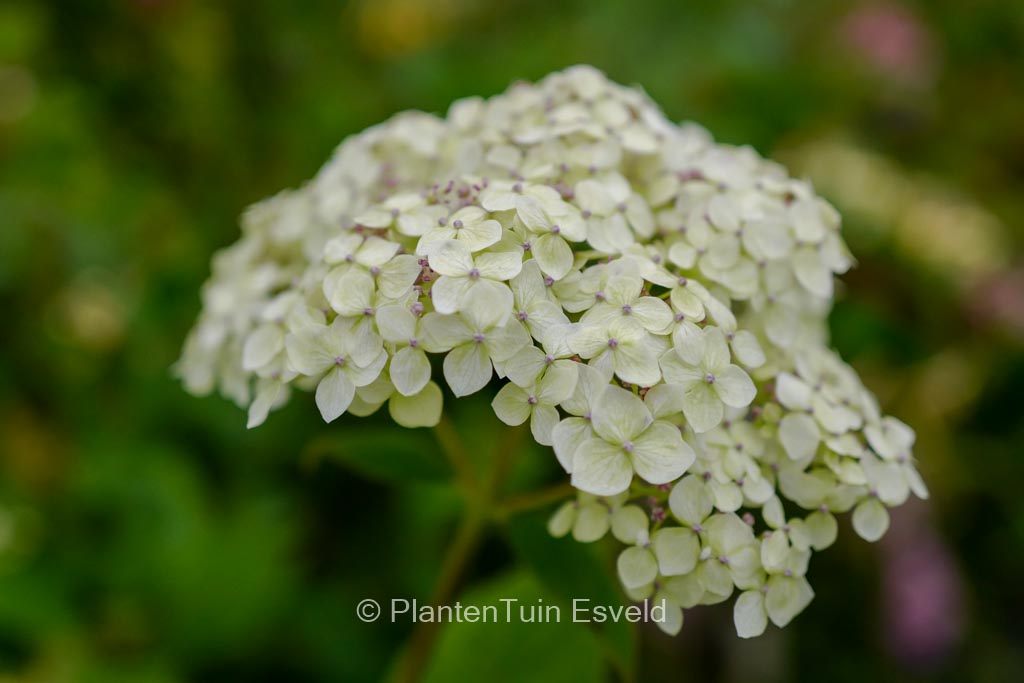 Hydrangea arborescens ‘SMNHALR’ (LIME RICKEY)