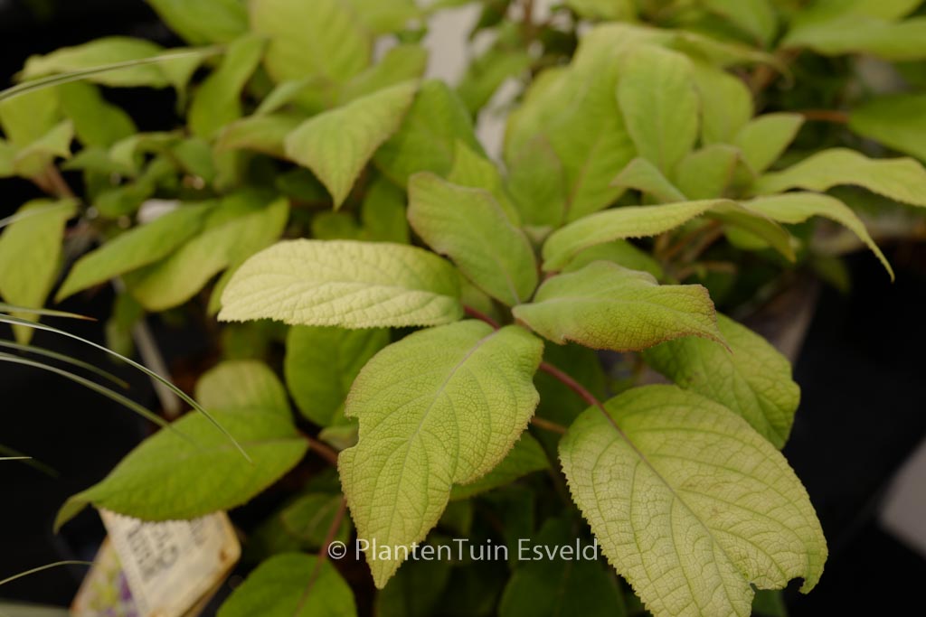 Hydrangea aspera ‘Giel’ (GOLDRUSH)