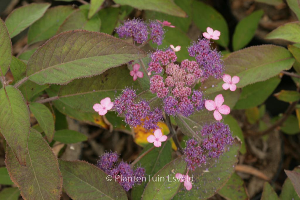 Hydrangea aspera ‘The Ditch’
