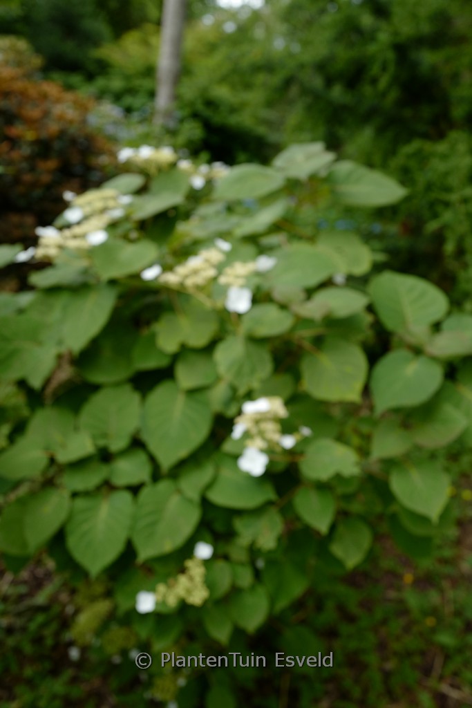 Hydrangea aspera rubusta var. longipes
