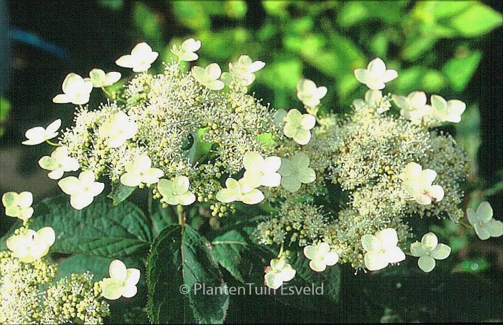 Hydrangea heteromalla ‘Gidie’