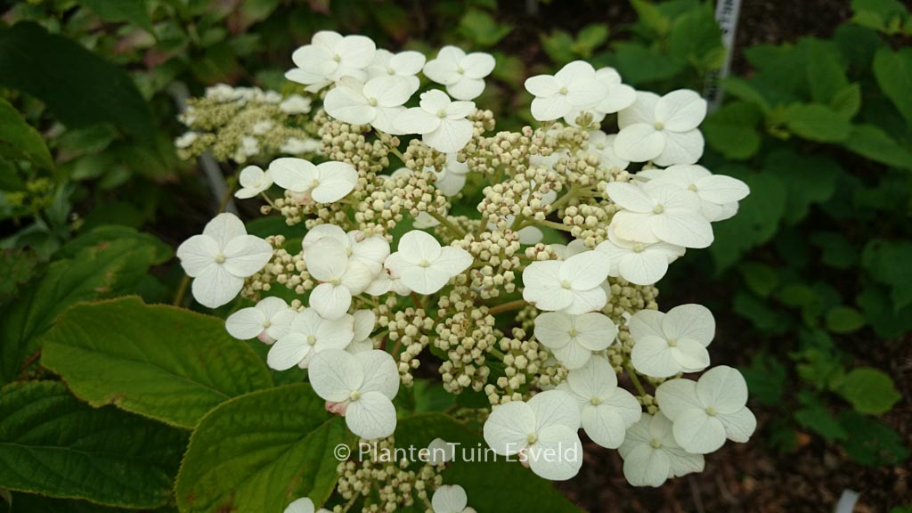 Hydrangea heteromalla ‘June Pink’