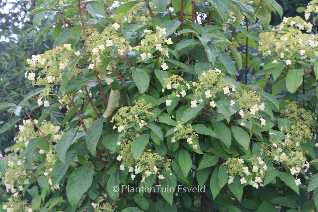 Hydrangea heteromalla ‘Long White’