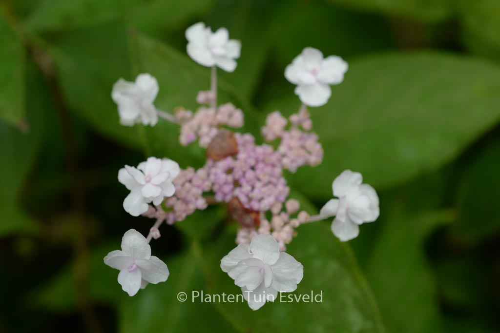 Hydrangea involucrata ‘Plena’