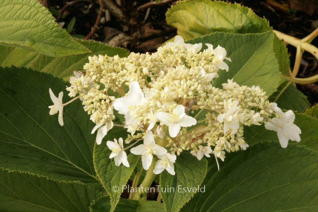 Hydrangea involucrata ‘Plenissima’