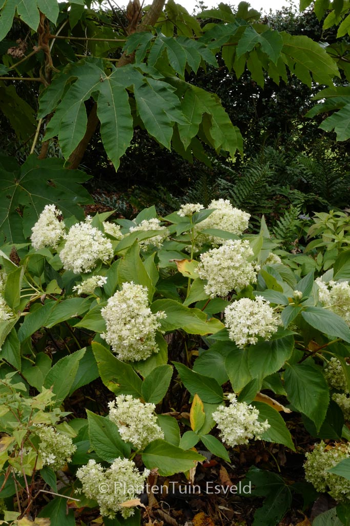 Hydrangea involucrata ‘Yokudanka’