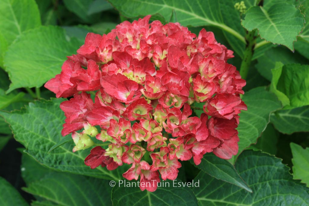 Hydrangea macrophylla ‘Amsterdam’