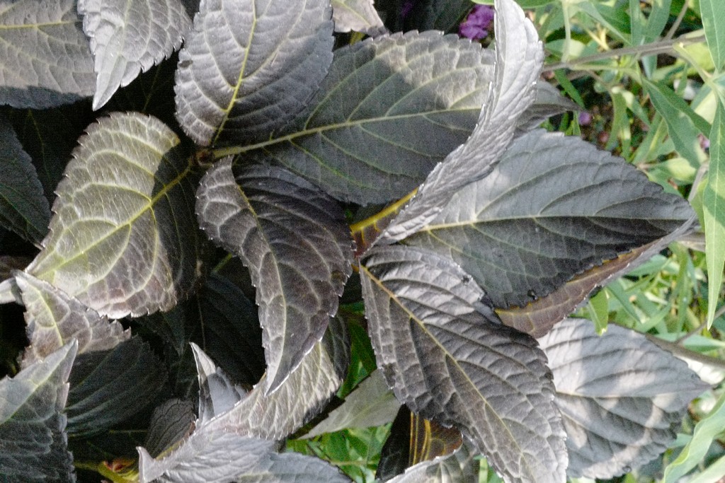 Hydrangea macrophylla ‘Bailmacseven’ (FIRST EDITIONS ECLIPSE)