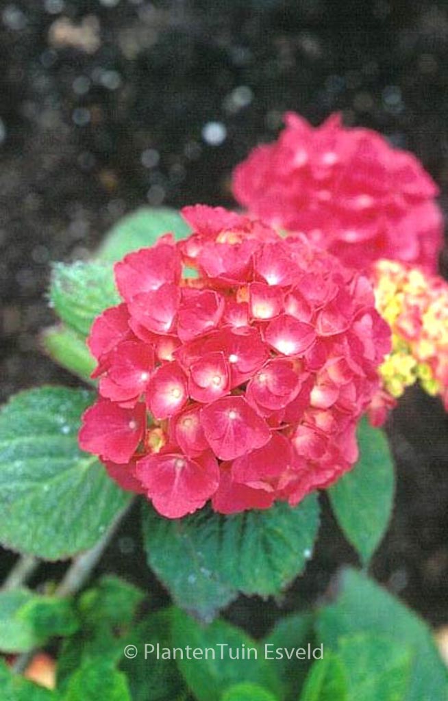 Hydrangea macrophylla ‘Blue Buck’