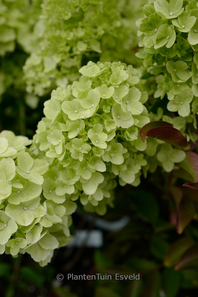 Hydrangea macrophylla ‘Couharie’ (PETITE CHERRY)