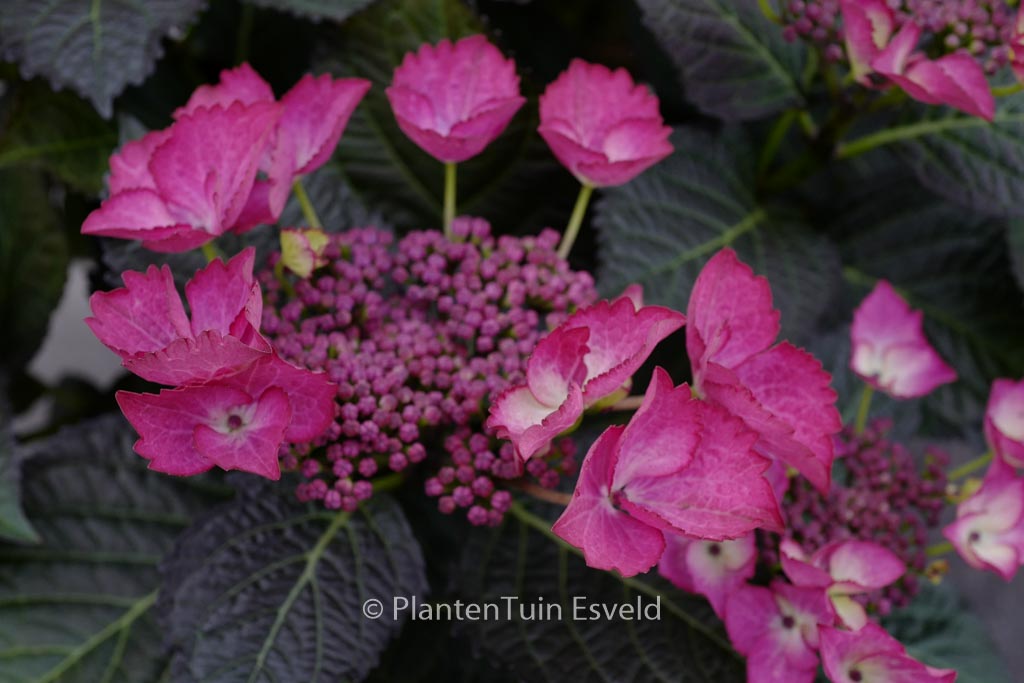 Hydrangea macrophylla ‘Dark Angel’ (BLACK DIAMONDS)