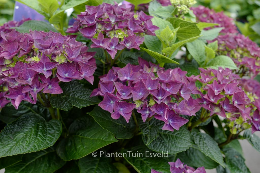 Hydrangea macrophylla ‘Deep Purple Dance’ (MUSIC COLLECTION)