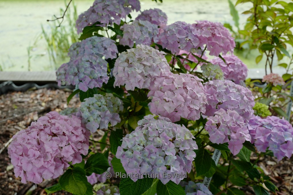 Hydrangea macrophylla ‘Dp168’ (BELLE SEDUCTIO