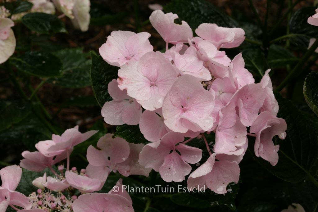 Hydrangea macrophylla ‘Hobella’ (HOVARIA)