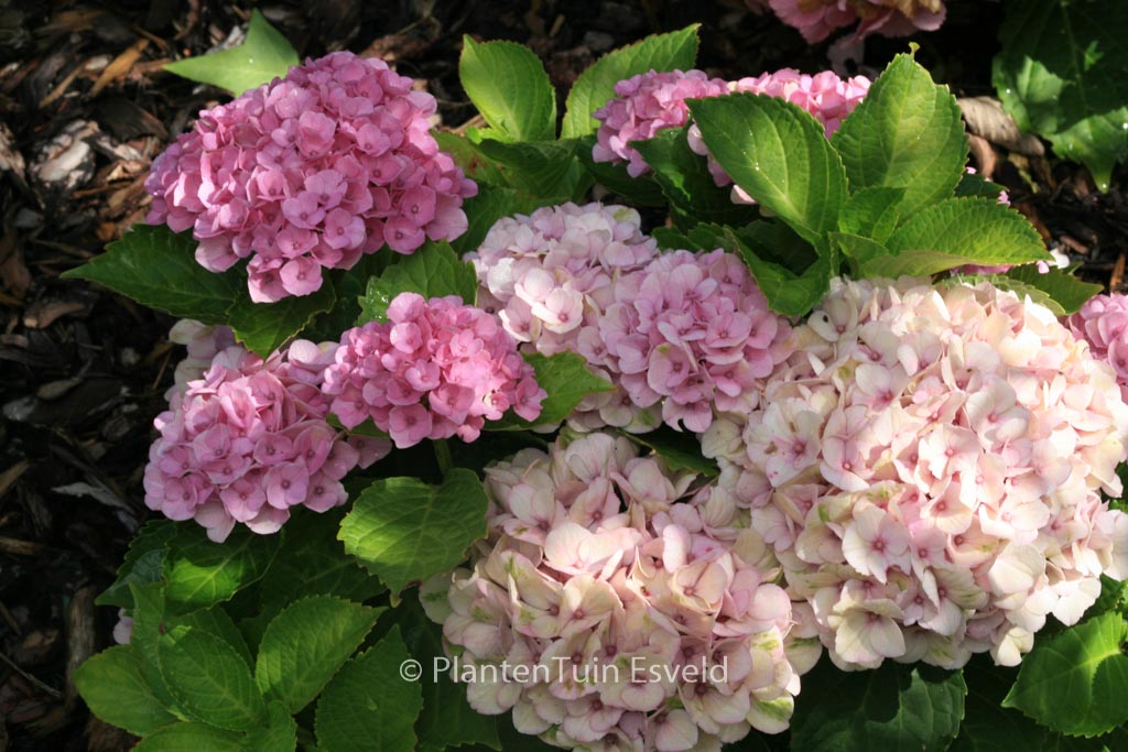 Hydrangea macrophylla ‘Hokomarevo’ (MAGICAL REVOLUTION)