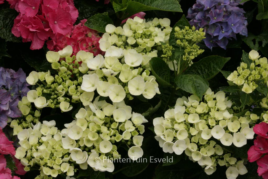 Hydrangea macrophylla ‘Holibel’ (HOVARIA)