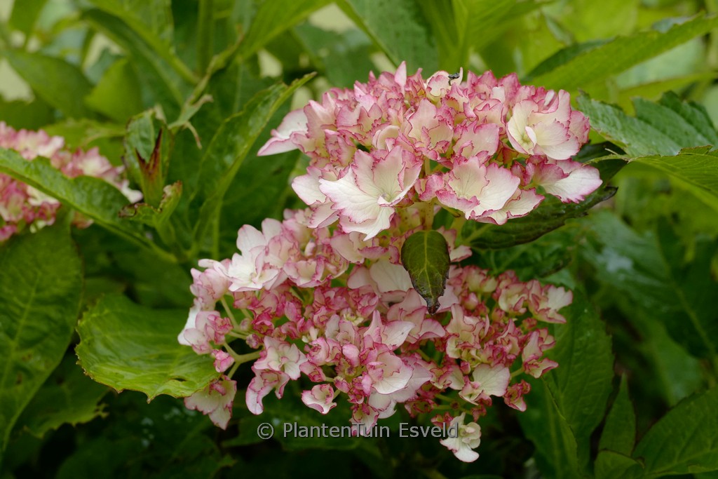 Hydrangea macrophylla ‘Hortmaflam’ (CHARMING BY MAGICAL SOPHIA)