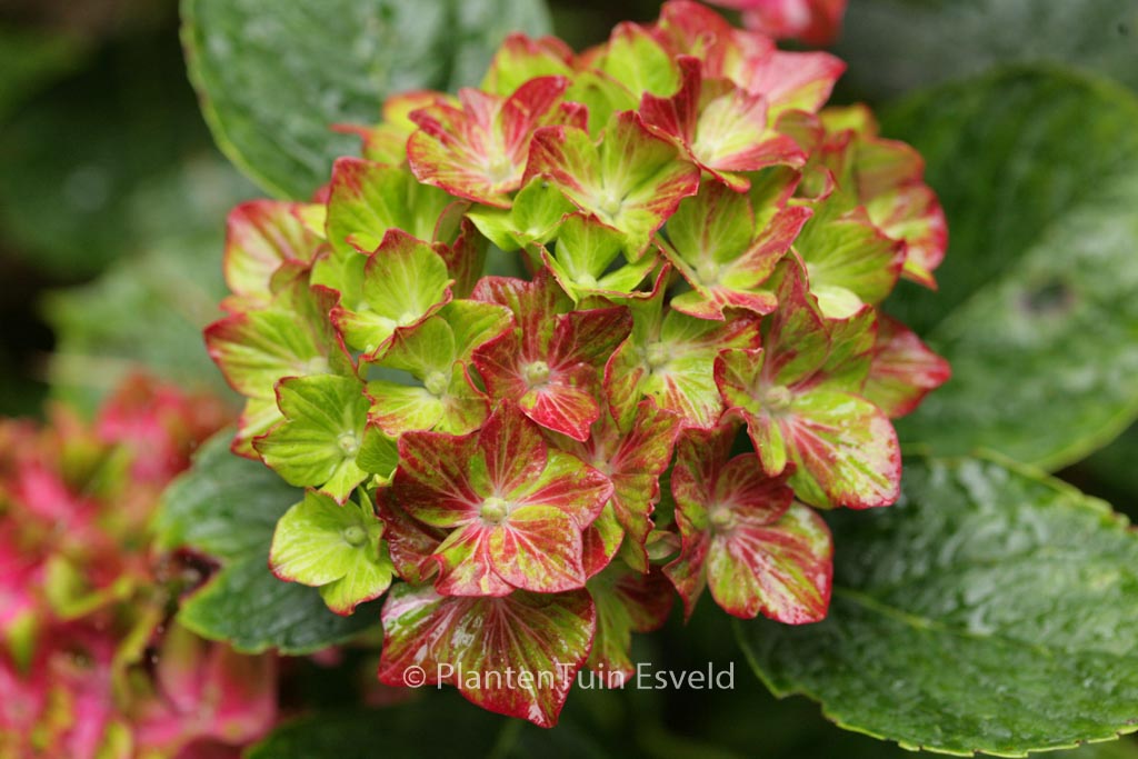 Hydrangea macrophylla ‘Horwack’ (SCHLOSS WACKERBARTH SAXON)