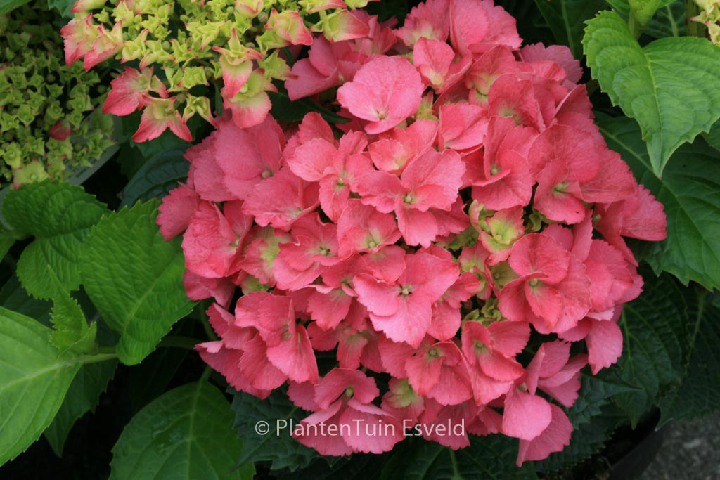 Hydrangea macrophylla ‘Kolmasa’ (MAGICAL SAPPHIRE)