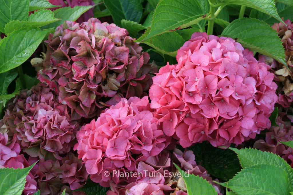 Hydrangea macrophylla ‘Kolmgarip’ (MAGICAL GARNET)