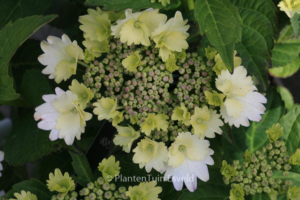 Hydrangea macrophylla ‘Koria’