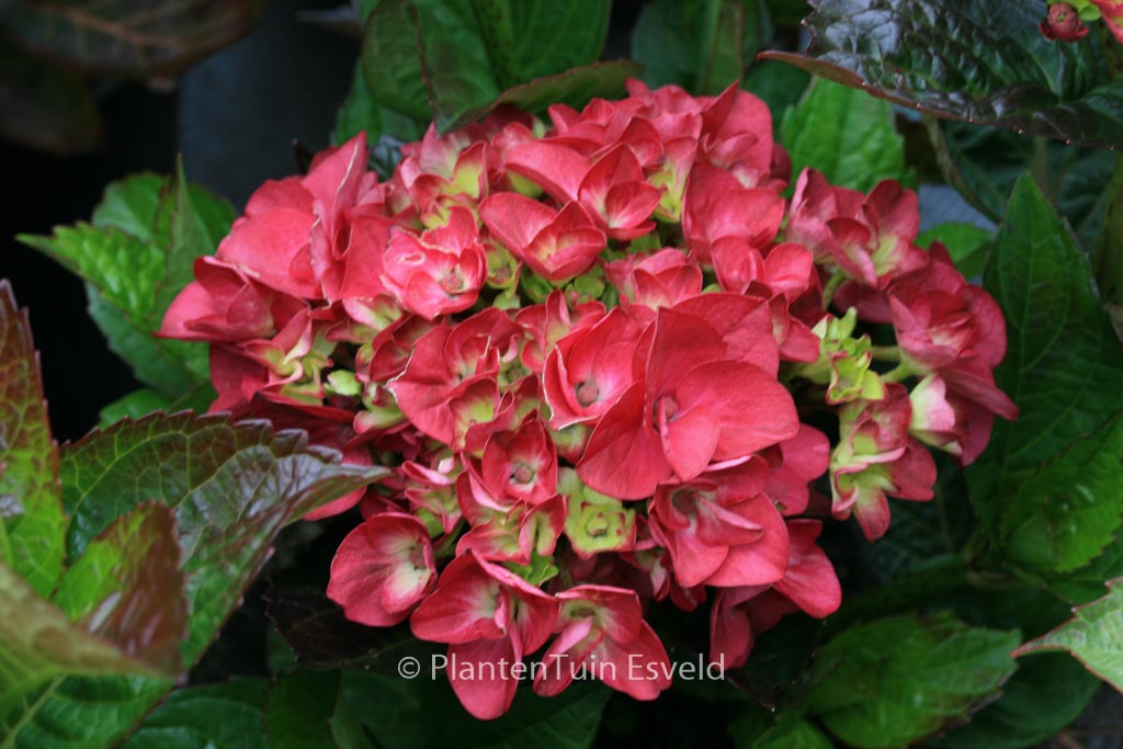 Hydrangea macrophylla ‘Merveille Sanguine’